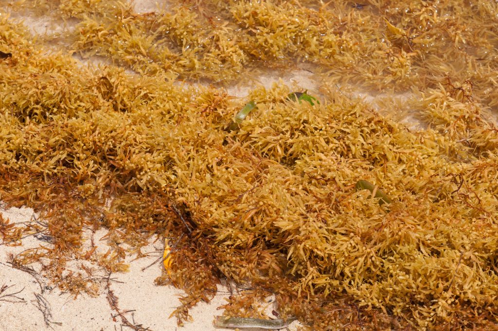 Alga Kelp