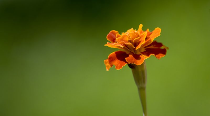 calendula