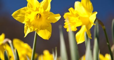 Narciso